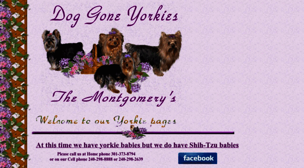 doggoneyorkies.com