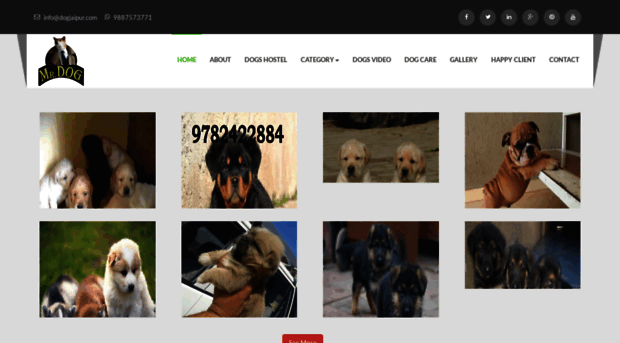 dogjaipur.com