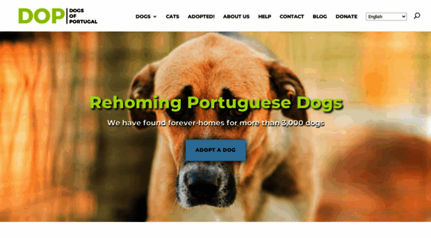 dogsofportugal.wordpress.com