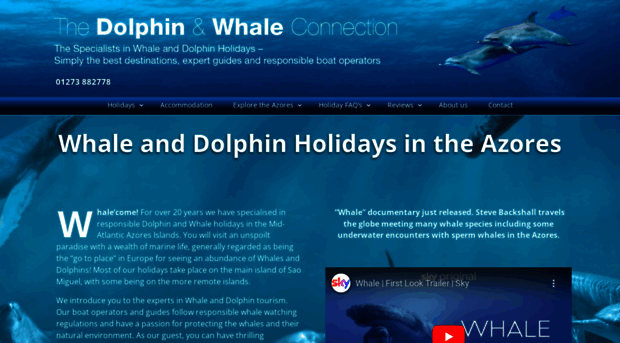 dolphinandwhaleconnection.com