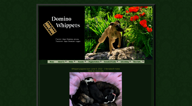 dominowhippets.com