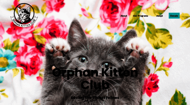 donate.orphankittenclub.org