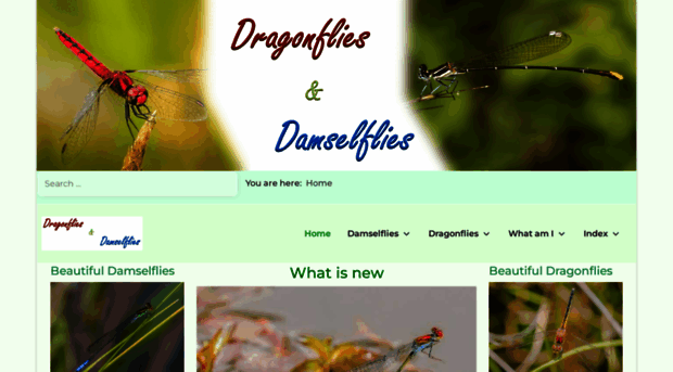 dragonflies.co.za