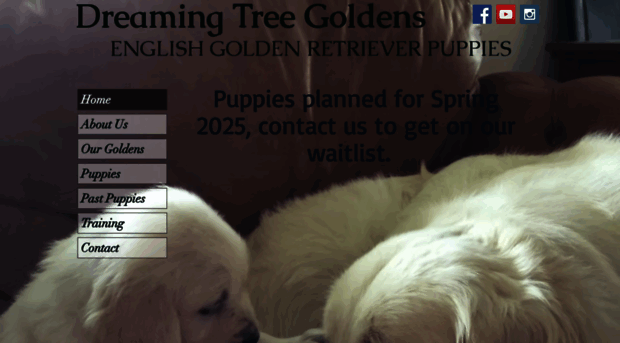 dreamingtreegoldens.com