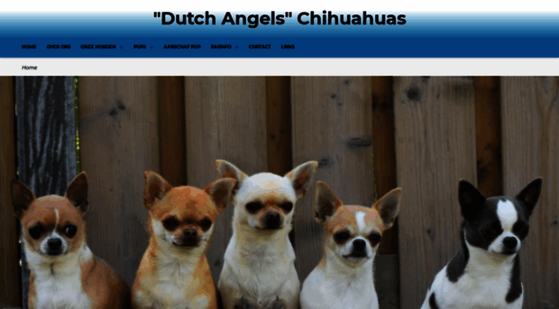 dutchchihuahuas.nl