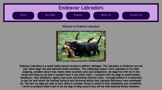 endeavorlabradors.com