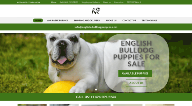 english-bulldogpuppies.com