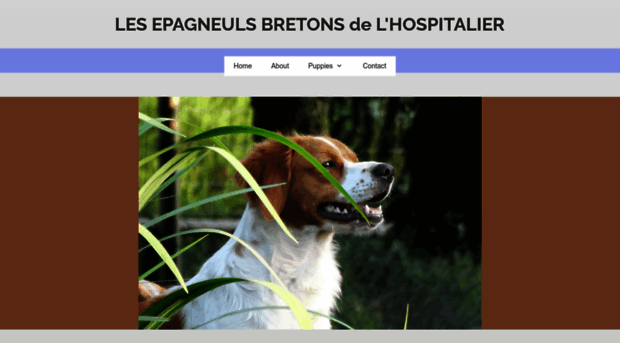 epagneul-breton.be