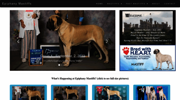 epiphanymastiffs.com