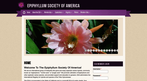 epiphyllums.org