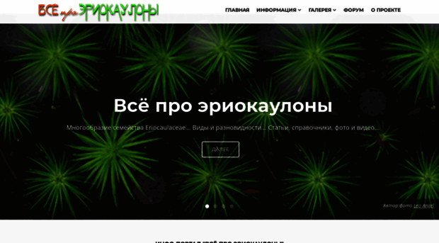 eriocaulon.ru