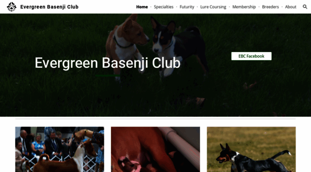 evergreenbasenjiclub.org