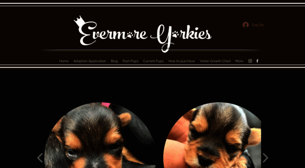 evermoreyorkies.com