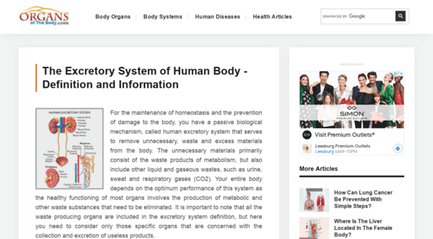 excretorysystem.organsofthebody.com
