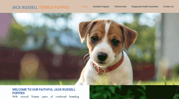 faithfuljackrussellpups.com