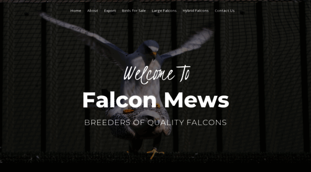 falconmews.com