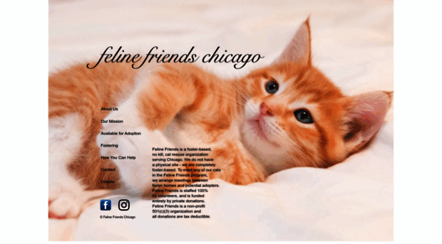 felinefriendschicago.org