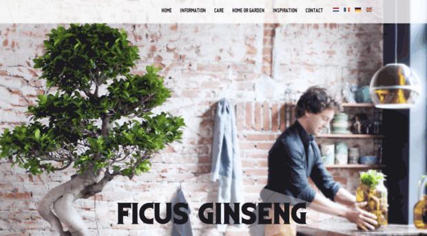 ficus-ginseng.com