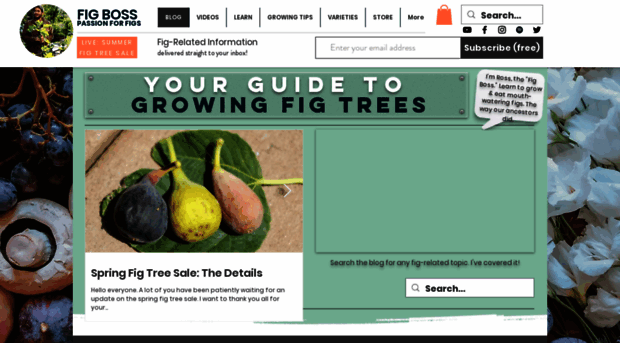figboss.com