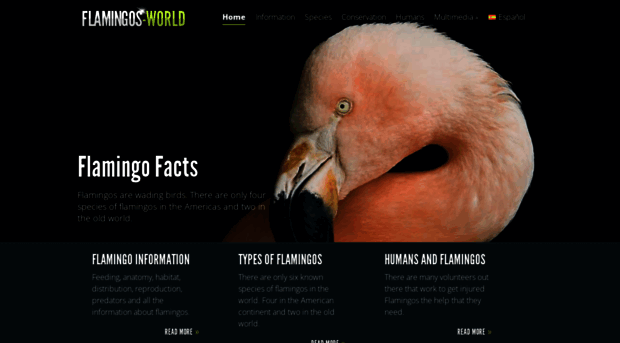 flamingos-world.com