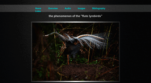 flutelyrebird.com