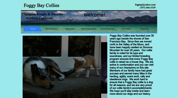 foggybaycollies.com