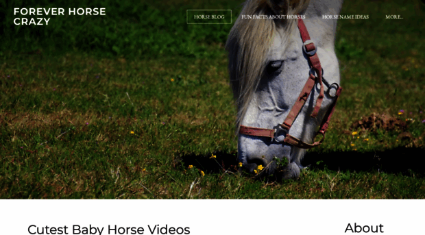 foreverhorsecrazy.com