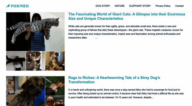 foxmeo.com
