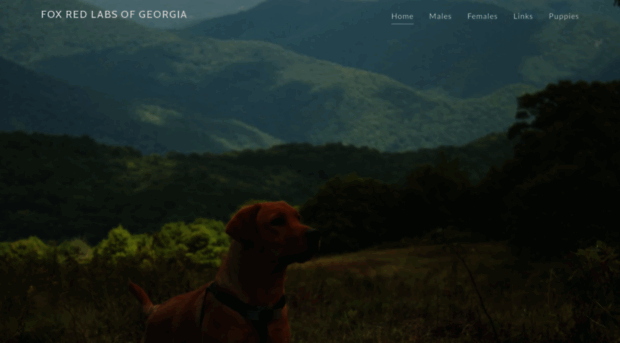 foxredlabsofgeorgia.com