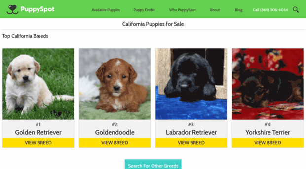 frenchbulldog.californiapuppiesforsale.com