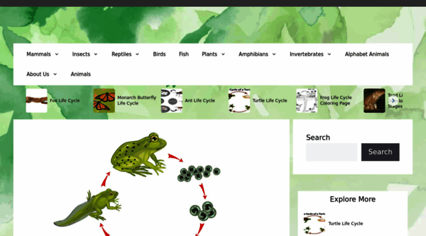 frog-life-cycle.com