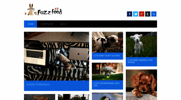 fuzzfeed.com