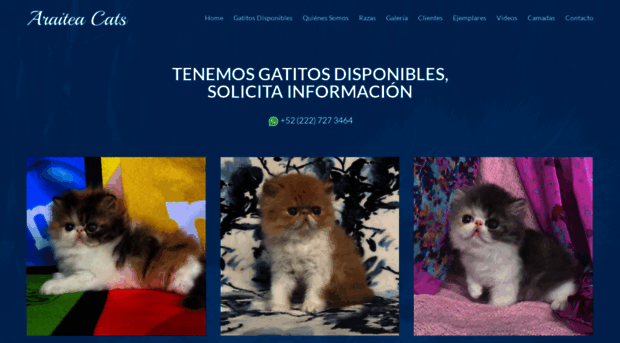 gatospersas.com.mx