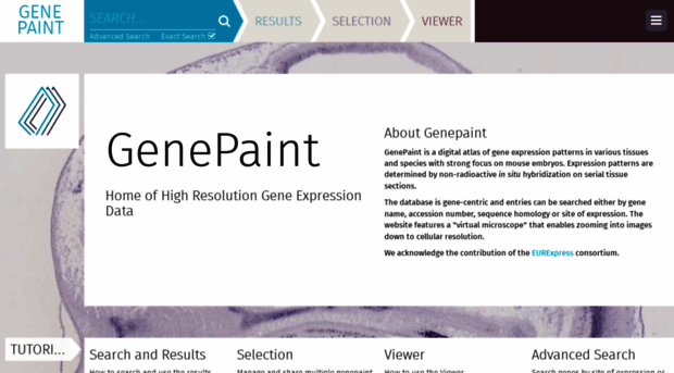 genepaint.org