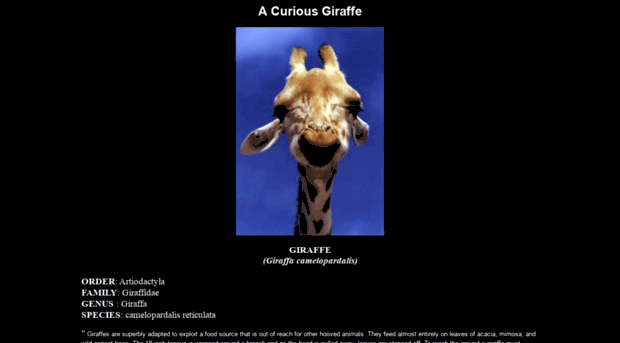 giraffes.org