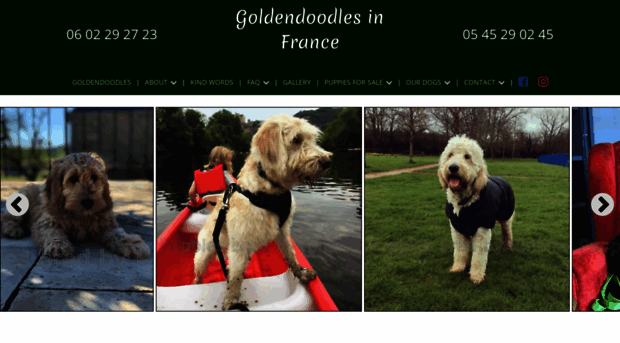 goldendoodlesinfrance.com