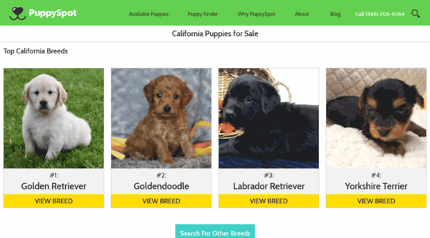 goldenretriever.californiapuppiesforsale.com