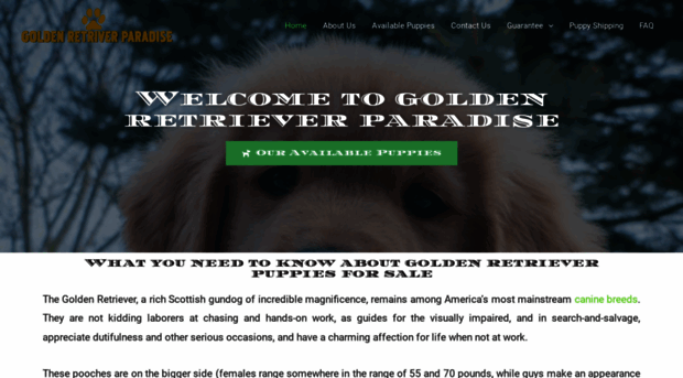 goldenretrieverparadise.com