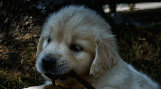 goldenridgekennels.com