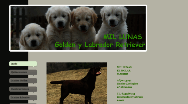 goldenylabrador.com