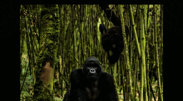 gorillasafarisandtours.wordpress.com