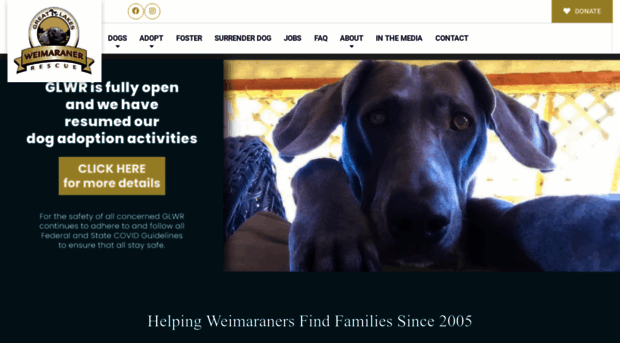 great-lakes-weimaraner-rescue.com