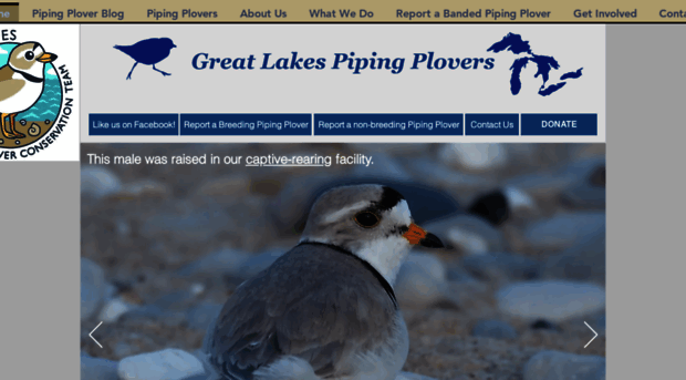 greatlakespipingplover.org