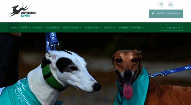 greyhoundsaspets.com.au