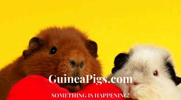 guineapigs.com