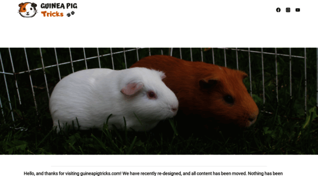 guineapigtricks.com