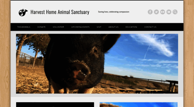 harvesthomesanctuary.org