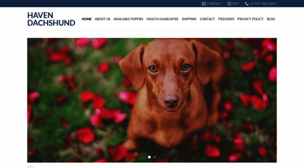 havendachshunds.com