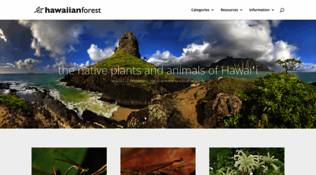 hawaiianforest.com