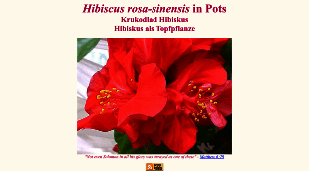 hibiscus-sinensis.com